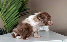 Dachshund dogs for sale: Colorado - Image 2