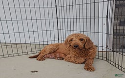 Goldendoodle dogs for sale: ARCHIE - Image 5