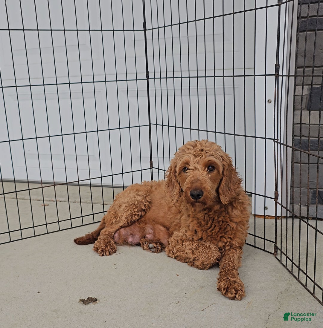 Goldendoodle dogs for sale: ARCHIE - Image 5