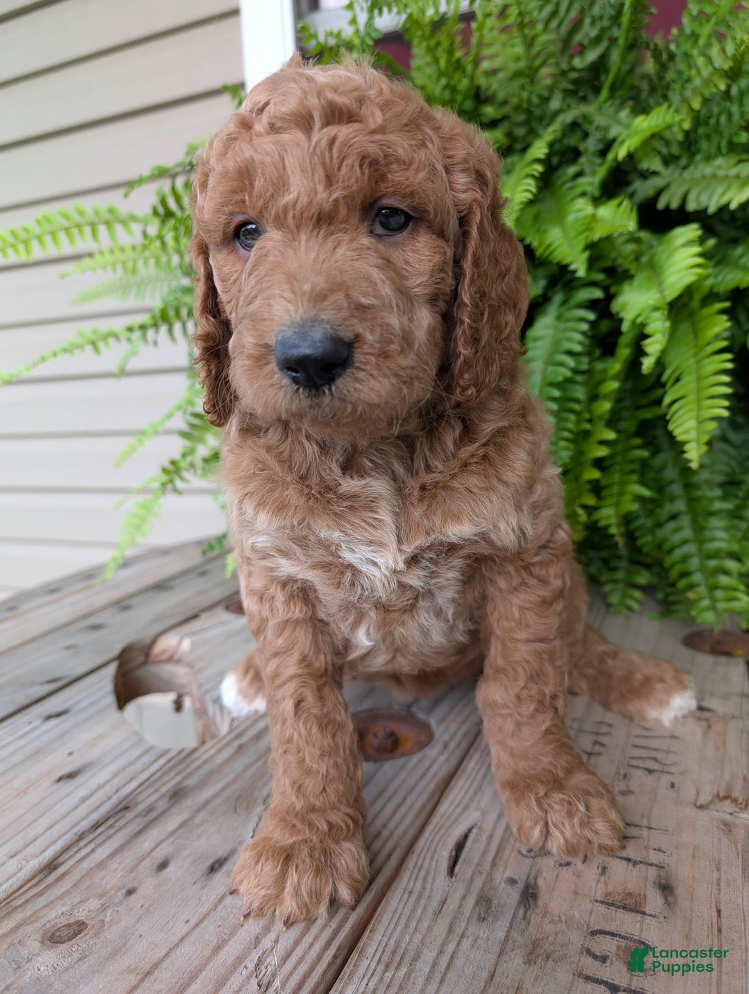 Goldendoodle dogs for sale: Maggie - Image 9