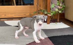 Italian Greyhound dogs for sale: Lenny - Image 4