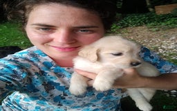 Golden Retriever dogs for sale: Pixie - Image 9
