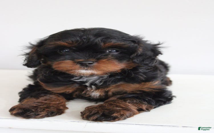 Cavapoo dogs for sale - Ad 4