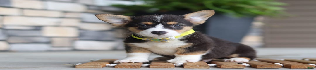 Bruno