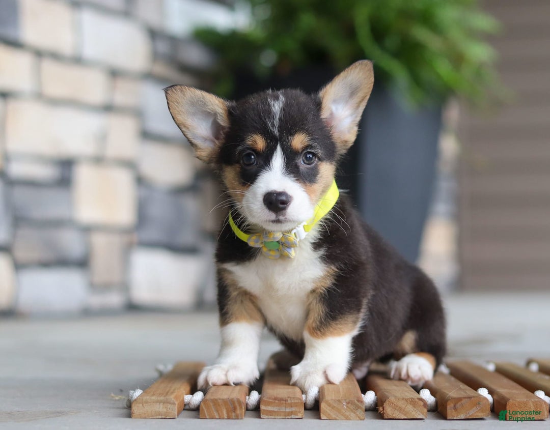 Welsh Corgi Pembroke dogs for sale: Bruno - Image 7