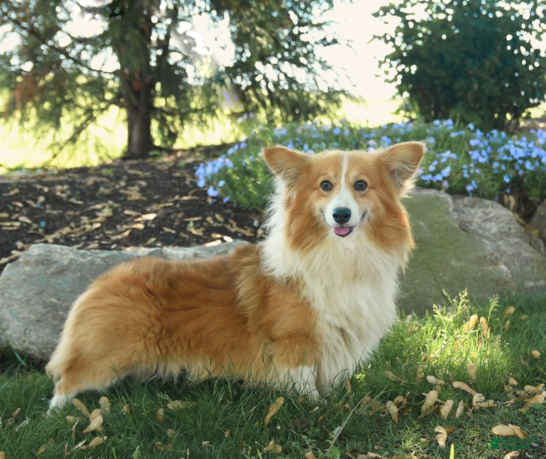 Welsh Corgi Pembroke dogs for sale: Cash - Image 7