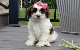 Cockapoo dogs for sale: Bella - Image 9