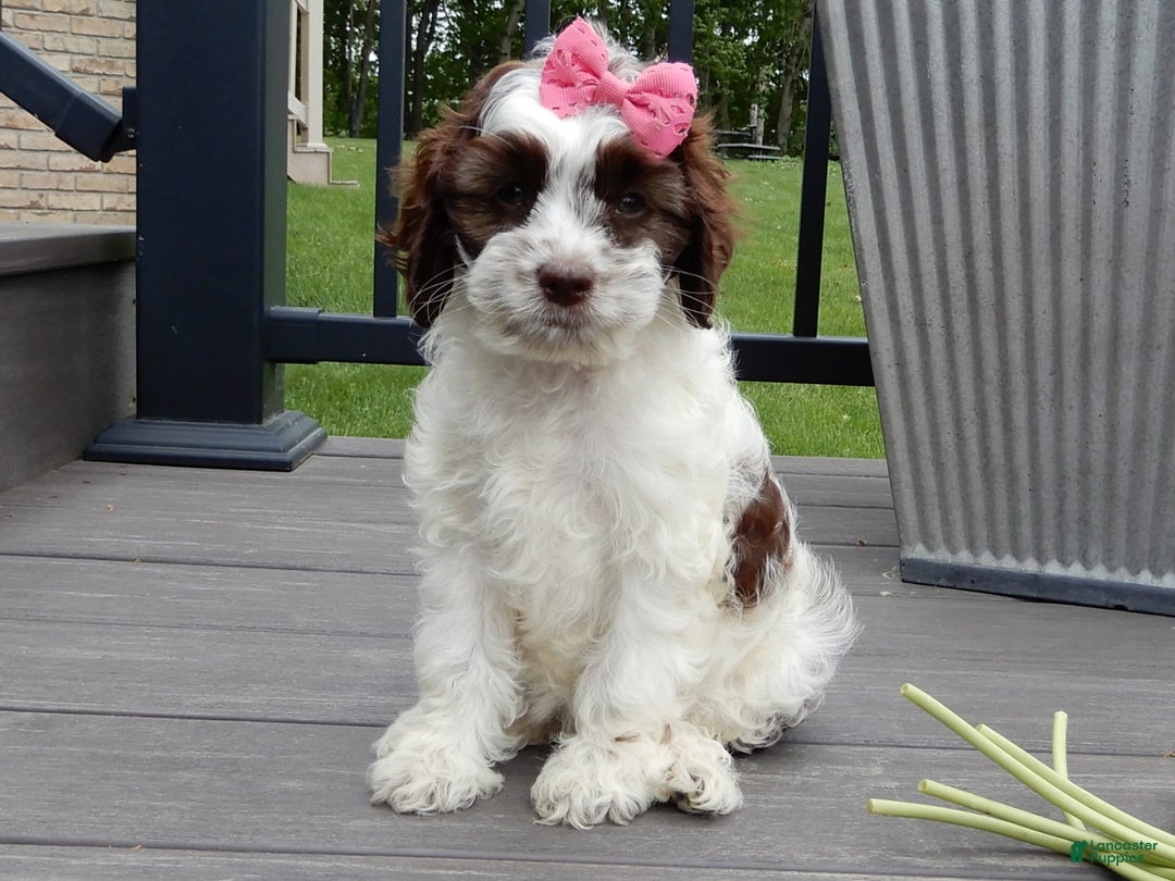 Cockapoo dogs for sale: Bella - Image 9