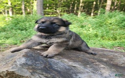 German Shepherd dogs for sale: Kaja - Image 20
