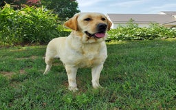Labrador Retriever dogs for sale: Lillyanna - Image 3