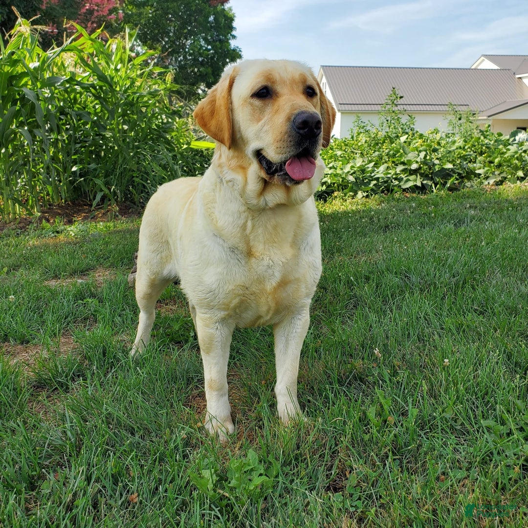 Labrador Retriever dogs for sale: Lillyanna - Image 3