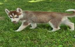 Siberian Husky dogs for sale: Jubilee - Image 5