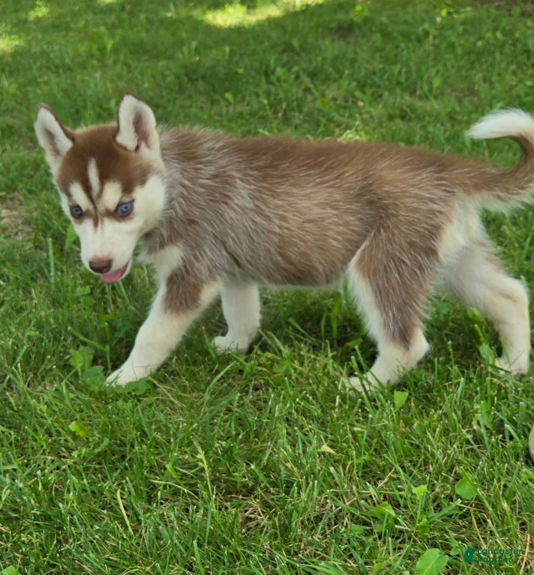Siberian Husky dogs for sale: Jubilee - Image 5
