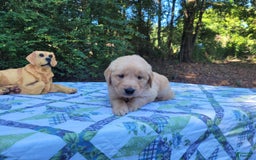 Golden Retriever dogs for sale: Maggie - Image 12