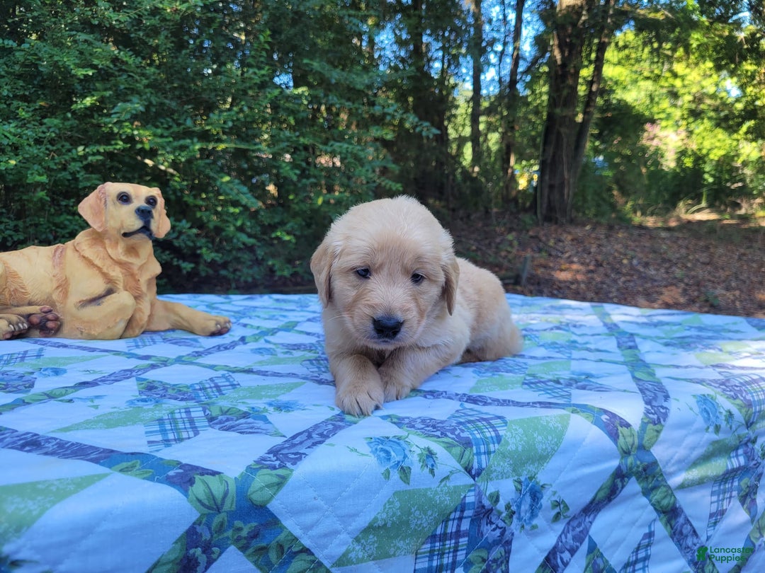 Golden Retriever dogs for sale: Maggie - Image 12