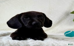 Miniature Dachshund dogs for sale: Miniature Dachshund 2 puppies - Image 8