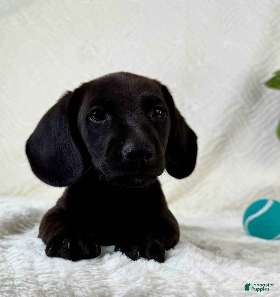 Miniature Dachshund dogs for sale: Miniature Dachshund 2 puppies - Image 8