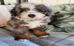 Mini Bernedoodle dogs for sale: Mini Bernedoodle 5 puppies - Image 9