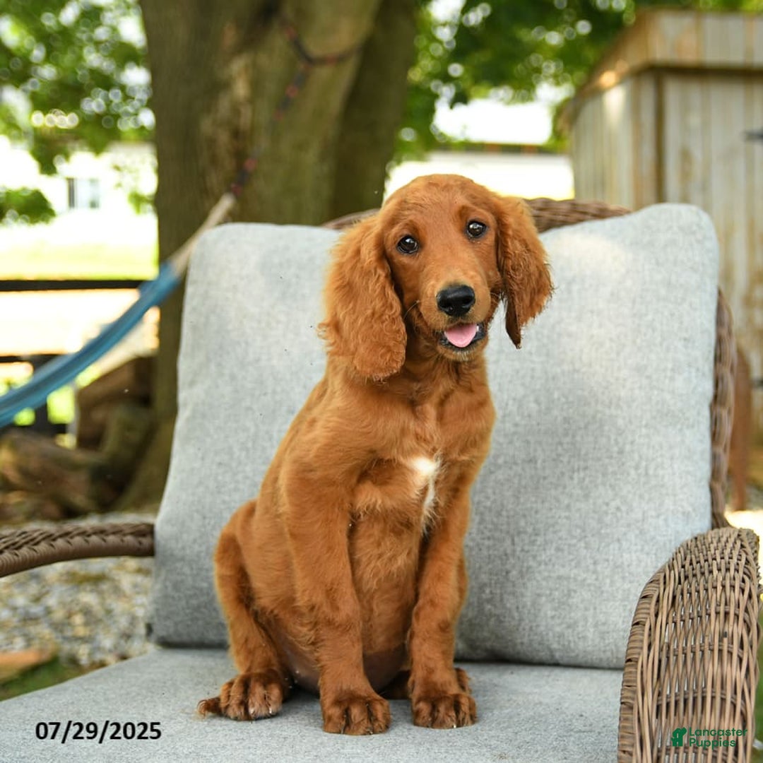 Goldendoodle dogs for sale: Sophie - Image 2