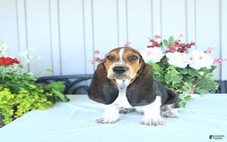 Basset Hound dogs for sale: Victor - Image 9