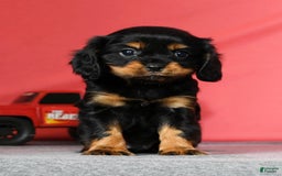 Cavalier King Charles Spaniel dogs for sale: Cooper - Image 2
