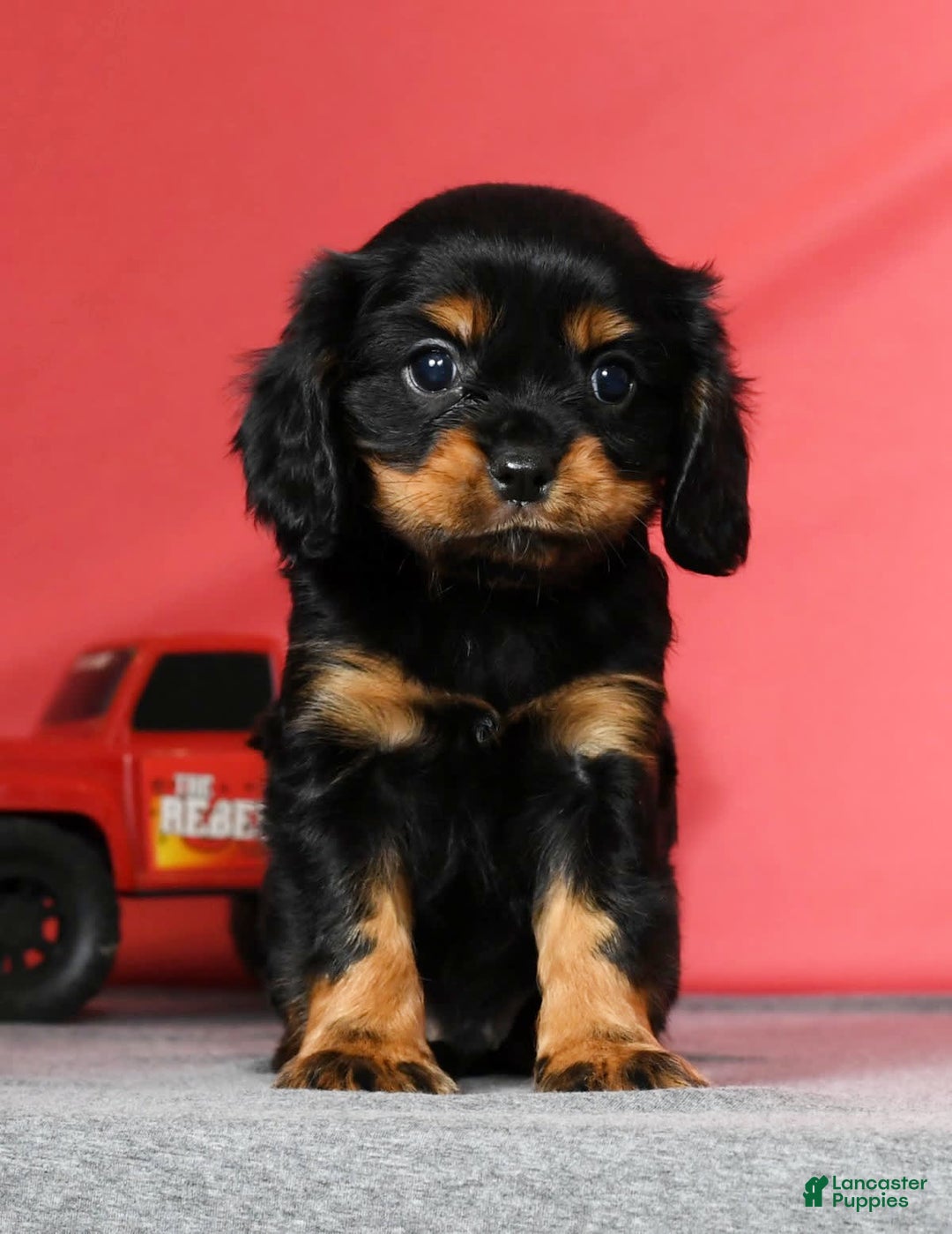 Cavalier King Charles Spaniel dogs for sale: Cooper - Image 2