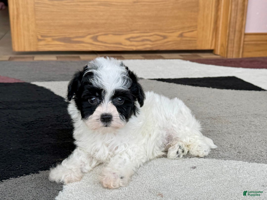 Havanese dogs for sale: Nathan - Image 7