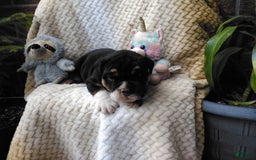 Olde English Bulldogge dogs for sale: Archer - Image 4