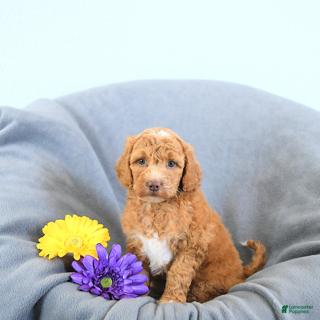 Mini Goldendoodle dogs for sale: Lola - Image 3
