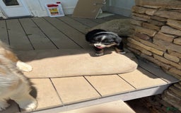 Australian Shepherd dogs for sale: Charlie - Image 4