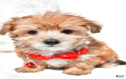 Morkie dogs for sale: Roy Teacup - Image 5