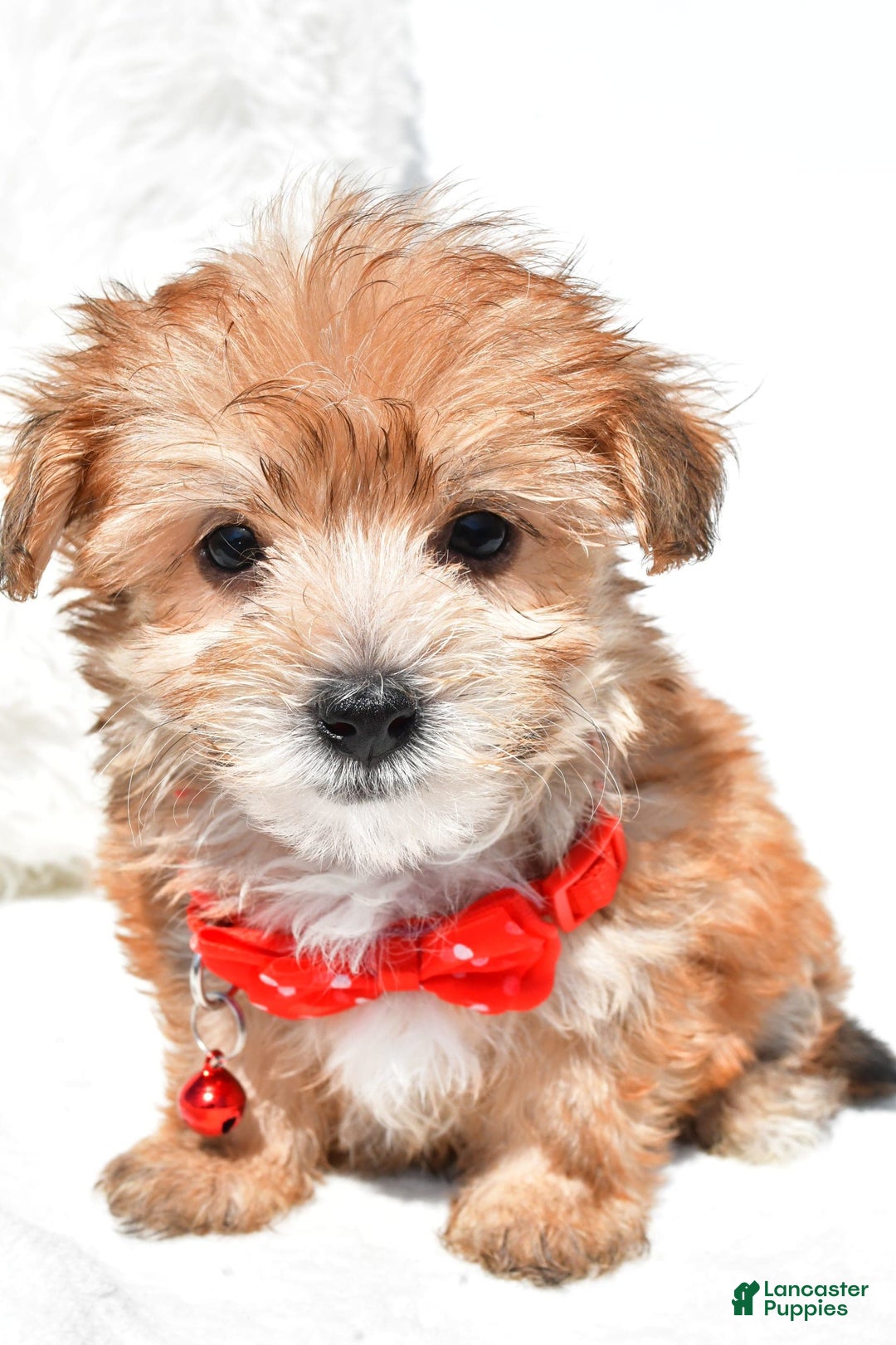 Morkie dogs for sale: Roy Teacup - Image 5