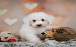 Bichon Frise dogs for sale: Boliver - Image 9