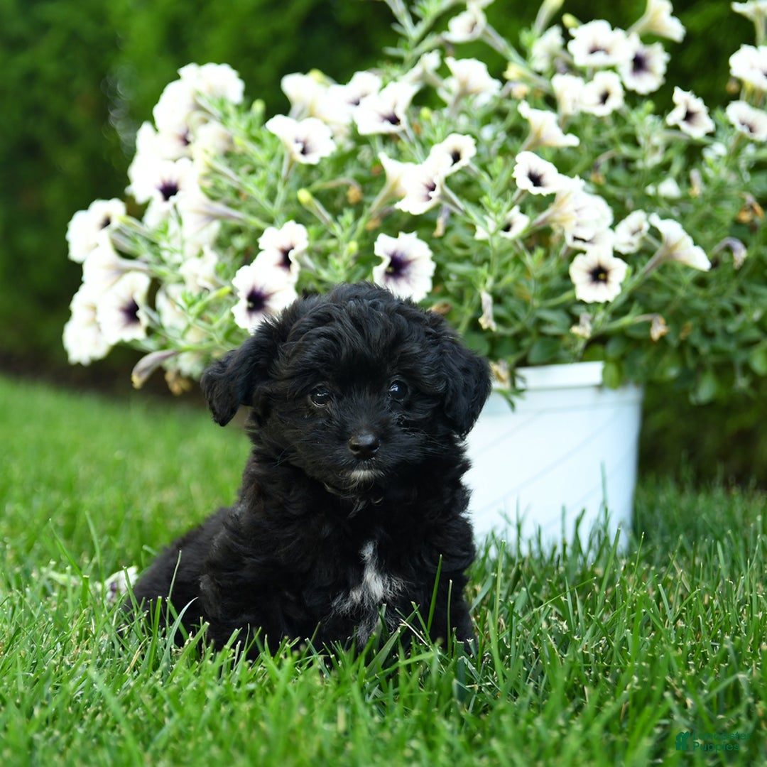 Mini Aussiedoodle dogs for sale: Shadow - Image 3