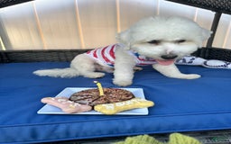 Bichpoo dogs for sale: Rocky - Image 2