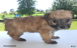 Yorkiepoo dogs for sale: Sally - Image 1