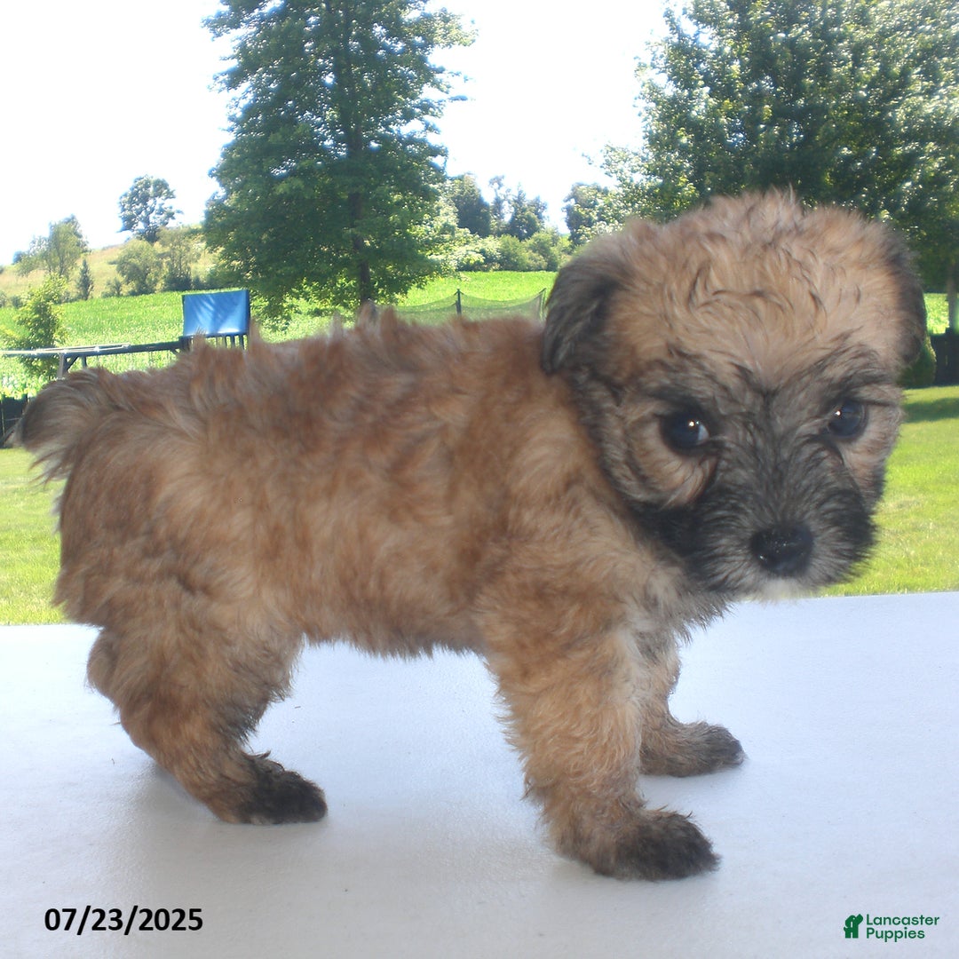 Yorkiepoo dogs for sale: Sally - Image 1