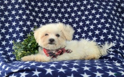 Maltese dogs for sale: Griffith - Image 3