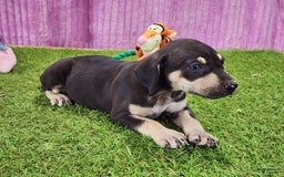 Catahoula Leopard Dog dogs for sale: Tess 2025 Female 3 - Image 2