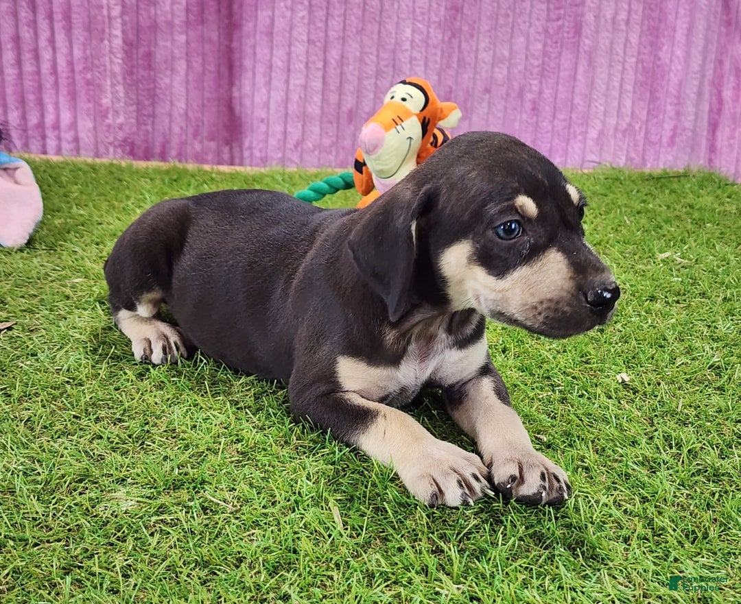 Catahoula Leopard Dog dogs for sale: Tess 2025 Female 3 - Image 2