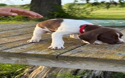 German Shorthaired Pointer dogs for sale: Red Collar - Image 1