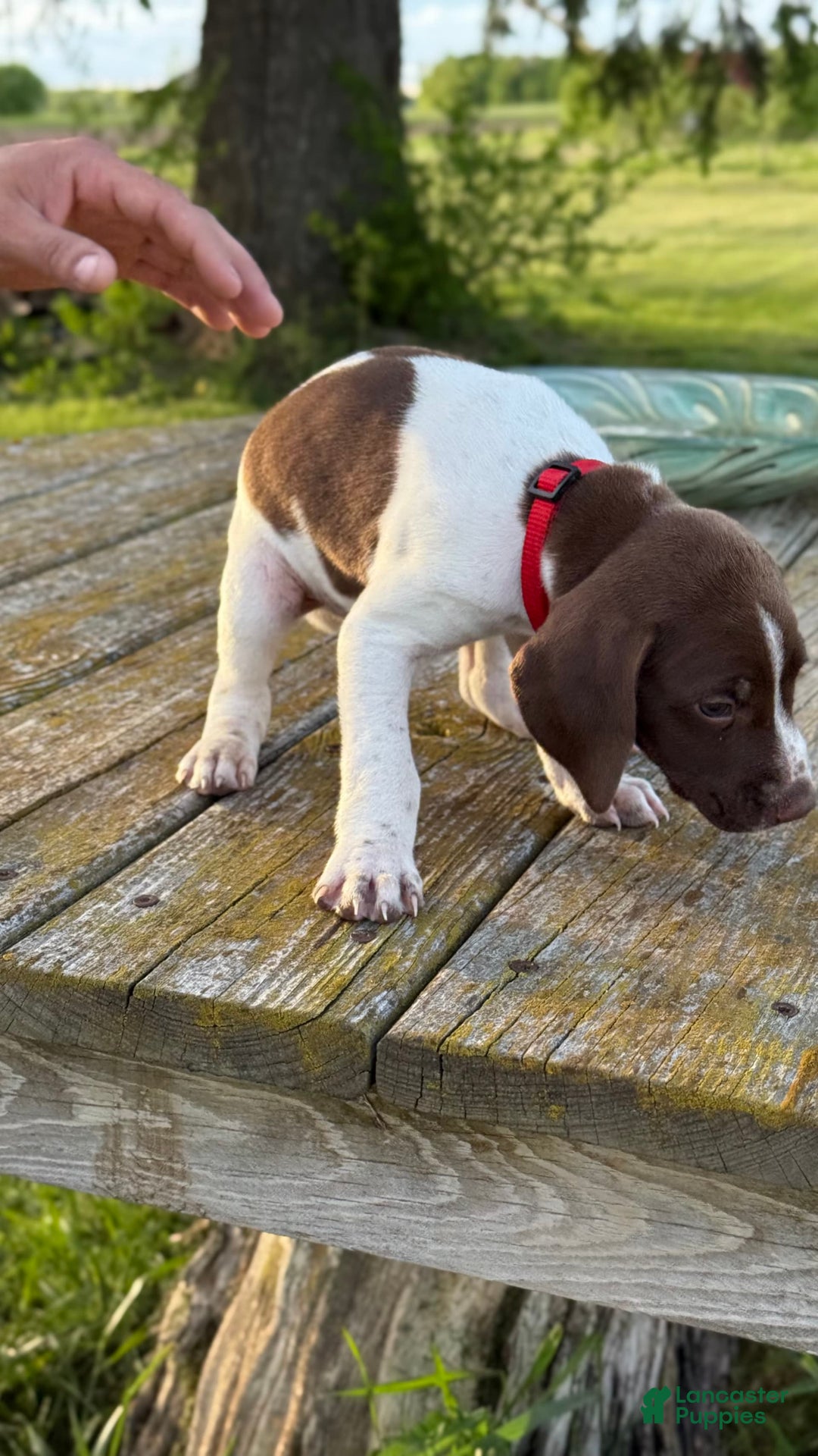 German Shorthaired Pointer dogs for sale: Red Collar - Image 1