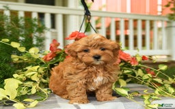 Havapoo dogs for sale: Frankie - Image 3