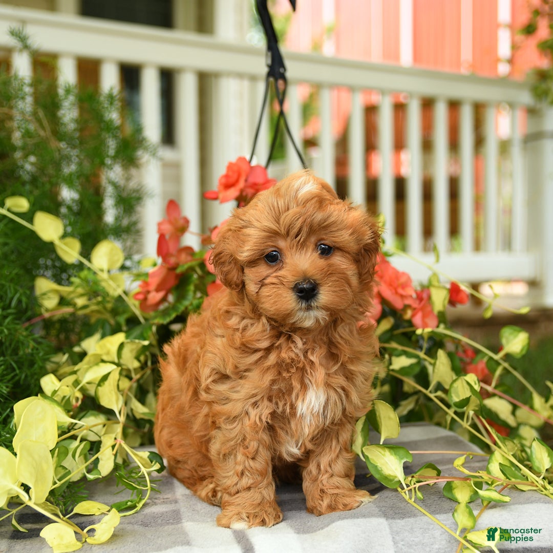 Havapoo dogs for sale: Frankie - Image 3