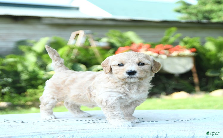Mini Goldendoodle dogs for sale - Ad 3