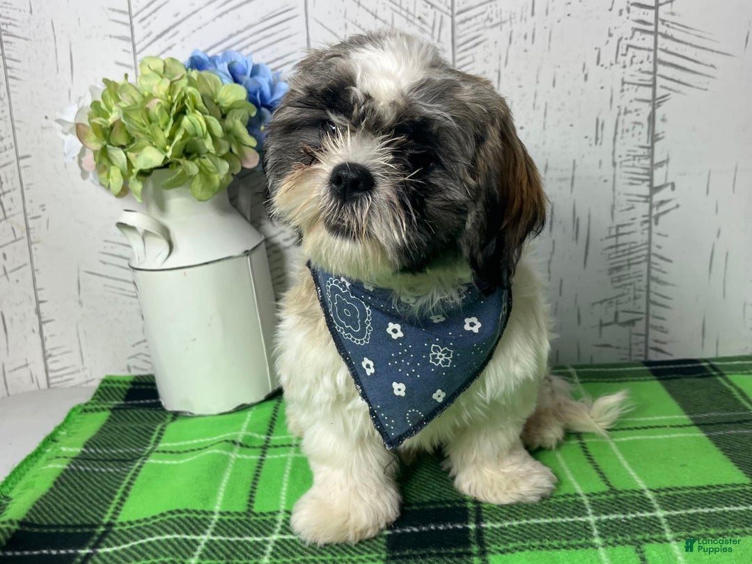Shih Tzu dogs for sale: Simba - Image 2