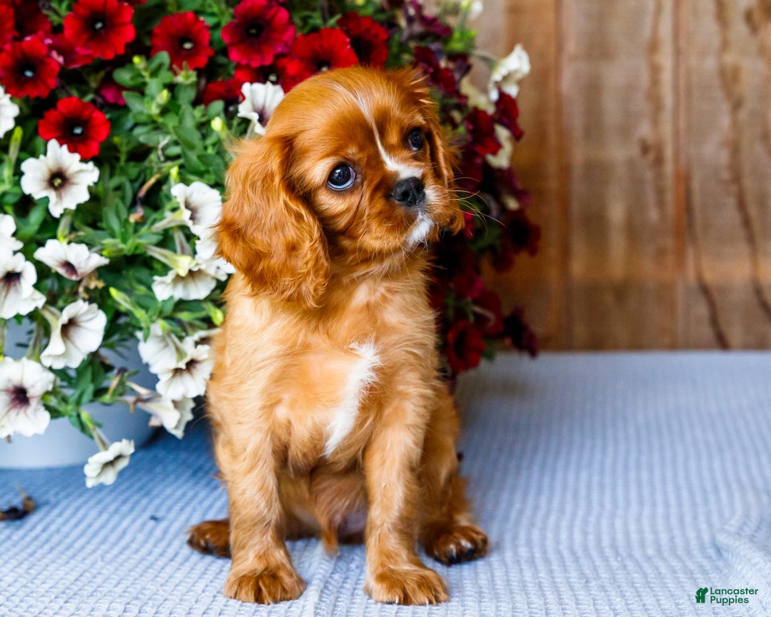 Cavalier King Charles Spaniel dogs for sale: Nicky - Image 16
