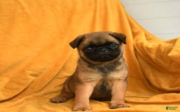 Pug dogs for sale: Pudgy - Image 2