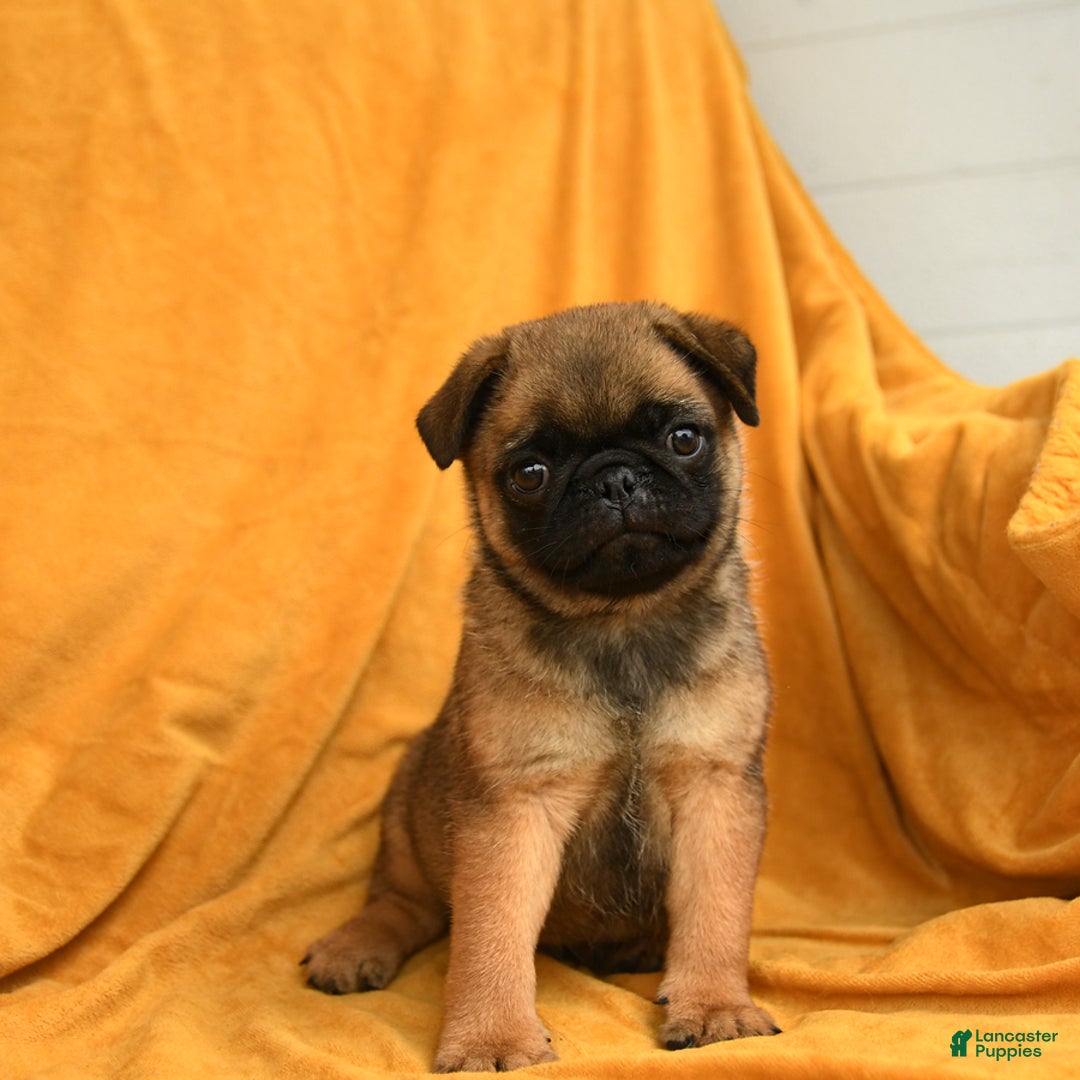 Pug dogs for sale: Pudgy - Image 2