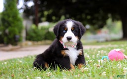 Bernese Mountain Dog dogs for sale: Blue Sky - Image 1